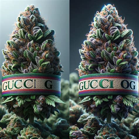 Gucci OG Marijuana Strain Information & Reviews 